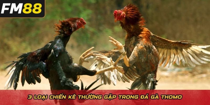 3 loại chiến kê thường gặp trong đá gà Thomo