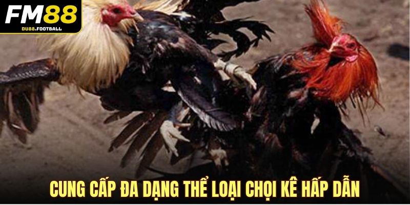 Cung cấp đa dạng thể loại chọi kê hấp dẫn