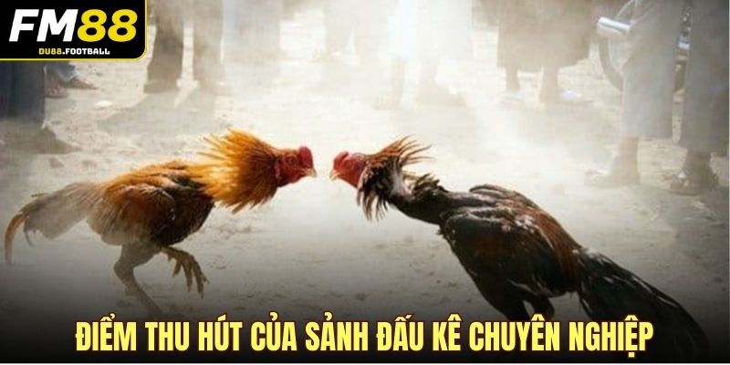 Điểm thu hút của sảnh đấu kê chuyên nghiệp