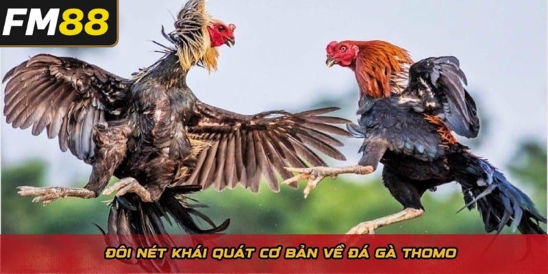Đôi nét khái quát cơ bản về đá gà Thomo