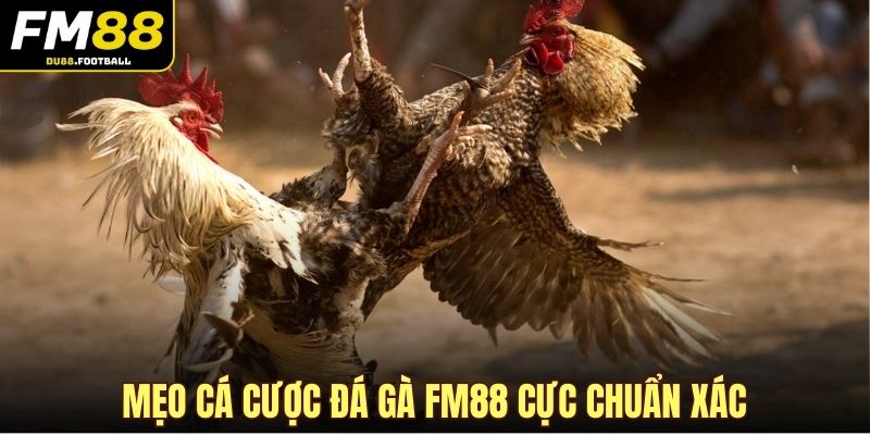 Mẹo cá cược đá gà FM88 cực chuẩn xác