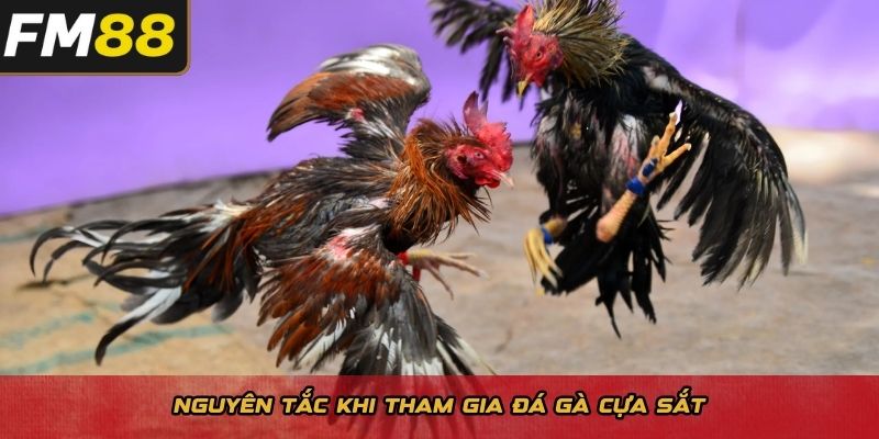 Nguyên tắc khi tham gia đá gà cựa sắt 