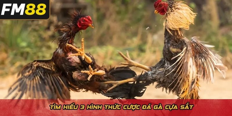 Tìm hiểu 3 hình thức cược đá gà cựa sắt 