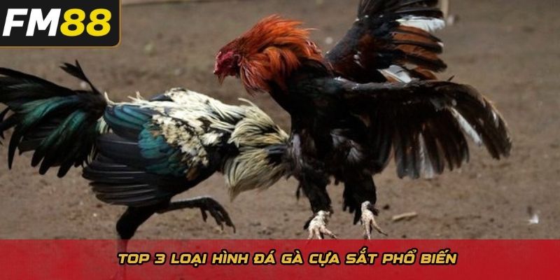 Top 3 loại hình đá gà cựa sắt phổ biến 